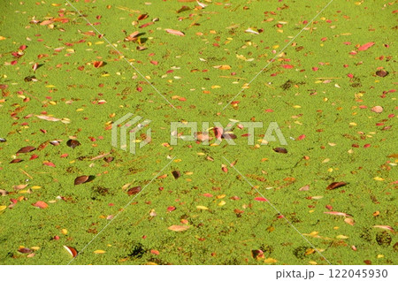 濡れ落ち葉･苔庭（栗林公園／香川県高松市） 122045930