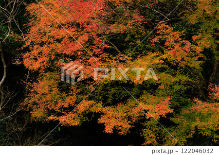 紅葉の風景 122046032