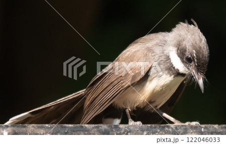 Malaisian pied fantail 122046033