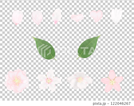 Set illustration of cherry blossoms, petals and leaves 122046267