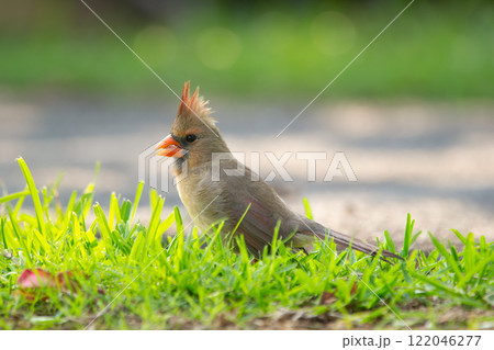 Female Northern cardinal is feeding on the ground in green grass. Female Northern cardinal is feeding on the ground in green grass. 122046277