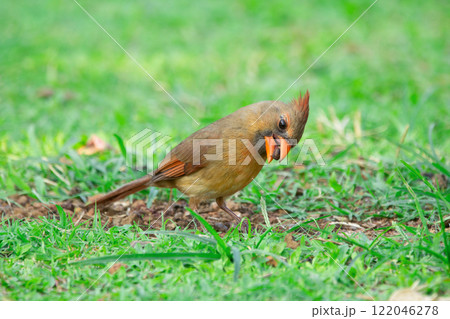 Female Northern cardinal is feeding on the ground in green grass. 122046278
