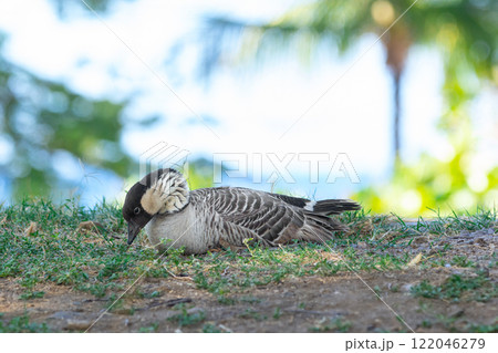 Endangered specie Hawaiian goose is resting in the shade of the park. Endangered specie Hawaiian goose is resting in the shade of the park. 122046279