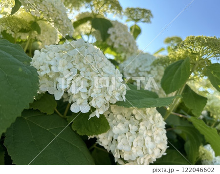 白い紫陽花 122046602