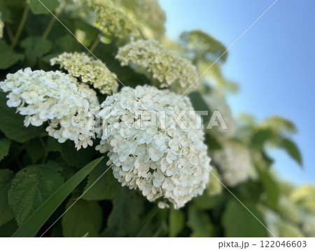グラデーションの青い空と白い紫陽花 122046603