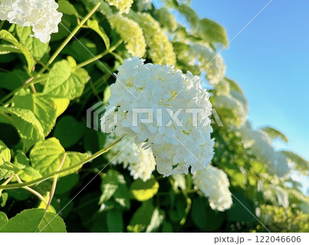 青空と白い紫陽花 青空と白い紫陽花 122046606