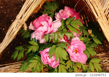 1月の上野東照宮ぼたん苑に咲いた「阿蘇の司」という名の冬牡丹（1） 122046751