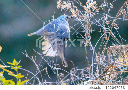 野鳥 122047038