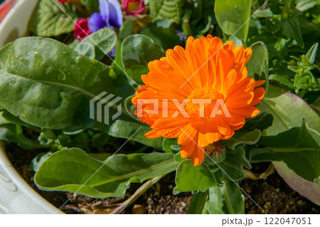 キンセンカ(ポットマリーゴールド、カレンデュラ) 122047051