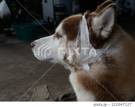 A sad and cute face of an injured Siberian Husky being treated with bandages and plaster, Dog is treated when it is sick, Brown puppy resting 122047127