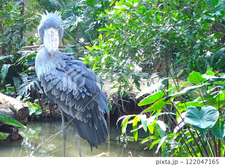 動かないハシビロコウ 122047165