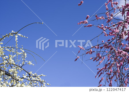 青空の両端に白色の梅の花とピンク色の梅の花が咲いています。 青空の両端に白色の梅の花とピンク色の梅の花が咲いています。 122047417