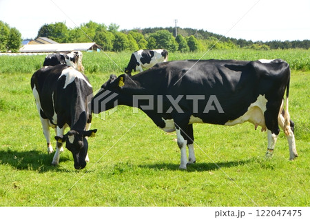 ホルスタインの群れ(朝霧高原/静岡県富士宮市) ホルスタインの群れ(朝霧高原/静岡県富士宮市) 122047475