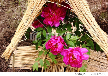 1月の上野東照宮ぼたん苑に咲いた「新国色（しんこくしょく）」という名の冬牡丹（4） 122047539