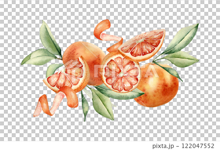 Grapefruits whole and slice, foliage and citrus peel twist watercolor illustration isolated background. Juicy summer composition hand drawn with sliced red orange ripe, leaves for packaging, label. Grapefruits whole and slice, foliage and citrus peel twist watercolor illustration isolated background. Juicy summer composition hand drawn with sliced red orange ripe, leaves for packaging, label. 122047552