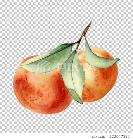 Grapefruit cluster on leafy sprig watercolor illustration isolated on white. Whole orange and leaves hand drawn. Ripe Citrus fruits painted botanical style for design packaging, juice label, aroma oil Grapefruit cluster on leafy sprig watercolor illustration isolated on white. Whole orange and leaves hand drawn. Ripe Citrus fruits painted botanical style for design packaging, juice label, aroma oil 122047553