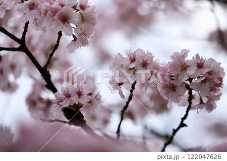 春の公園に咲く桜　春の花 122047626