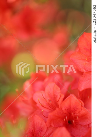 キレイに咲いている真っ赤なツツジの花 キレイに咲いている真っ赤なツツジの花 122047662