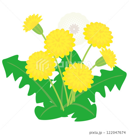 タンポポのベクターイラスト 122047674