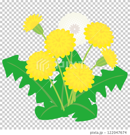 タンポポのベクターイラスト 122047674