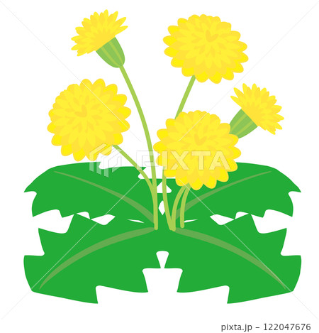 タンポポのベクターイラスト 122047676