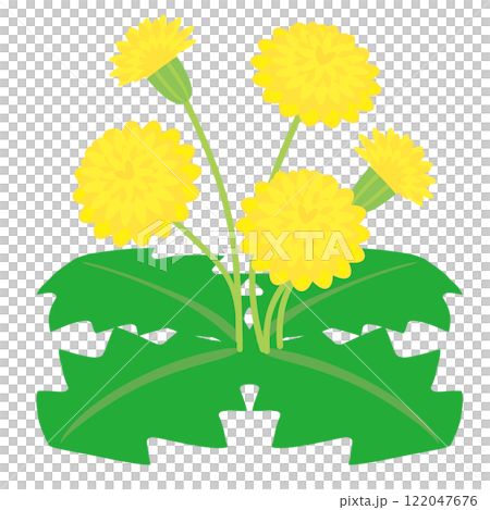 タンポポのベクターイラスト 122047676