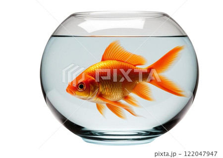Gold fish in a fishbowl on the white background 122047947