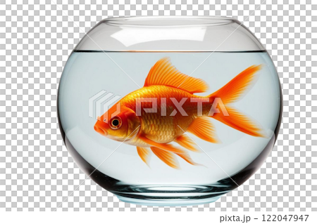 Gold fish in a fishbowl on the white background 122047947