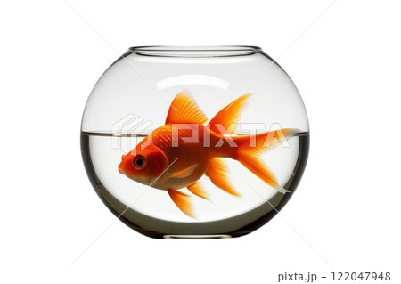 Gold fish in a fishbowl on the white background 122047948