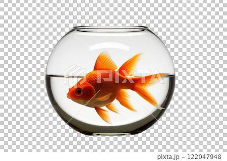 Gold fish in a fishbowl on the white background 122047948