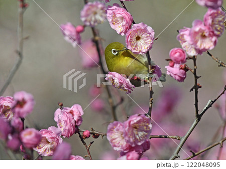満開の紅梅にメジロさん ( 春イメージ )( 春うららイメージ )( 春麗らかイメージ ) 満開の紅梅にメジロさん ( 春イメージ )( 春うららイメージ )( 春麗らかイメージ ) 122048095