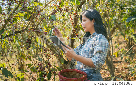 woman is looking at a tablet while picking fruit woman is looking at a tablet while picking fruit 122048366