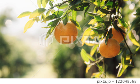 Three oranges hanging from a tree Three oranges hanging from a tree 122048368