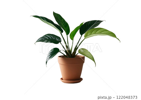 Green leaf potted plant on the white background 122048373