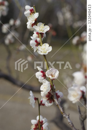 梅園に白色の梅の花が咲いています。 梅園に白色の梅の花が咲いています。 122048413