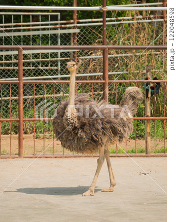 歩くダチョウ 122048598