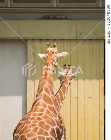 二首？のアミメキリン 122048599