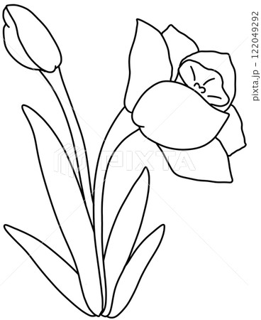 Daffodil Coloring Pages Daffodil Coloring Pages 122049292
