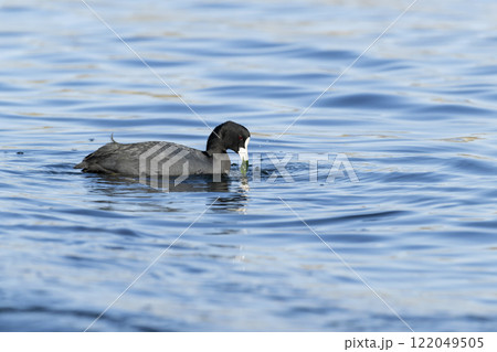 オオバン 122049505