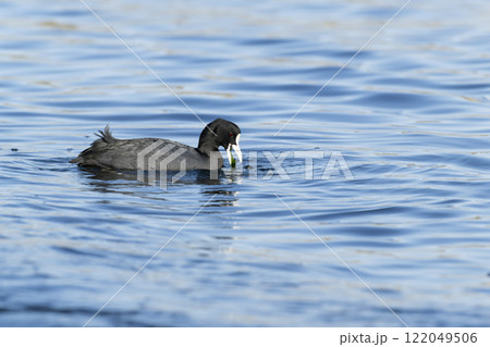 オオバン オオバン 122049506