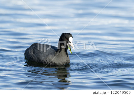 オオバン オオバン 122049509