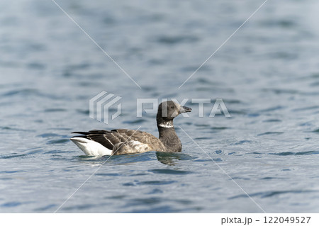 コクガン コクガン 122049527