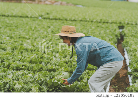 レタス農家 レタス農家 122050195