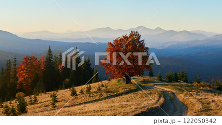 Breathtaking panoramic view of golden hillside dotted with evergreens, leading to solitary tree with fiery red foliage. Misty, layered mountains under clear sky, capturing serene beauty of autumn. 122050342