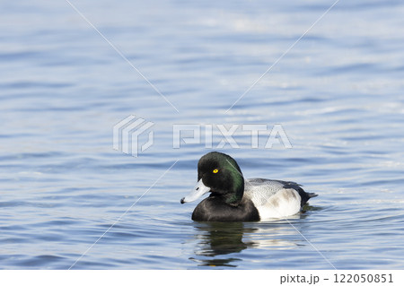 スズガモ スズガモ 122050851
