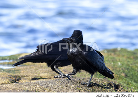 ハシボソガラス ハシボソガラス 122050878