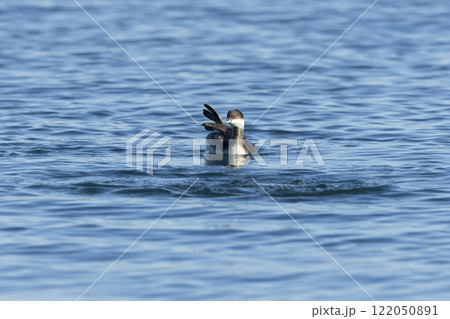 ハジロカイツブリ ハジロカイツブリ 122050891