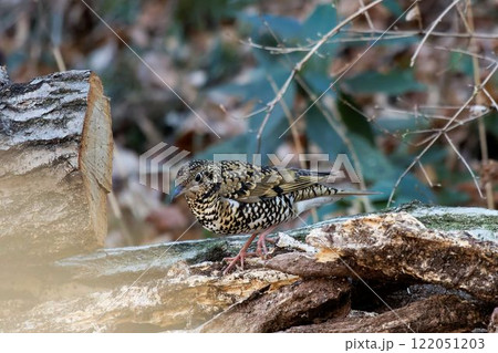 倒木に止まるトラツグミ 倒木に止まるトラツグミ 122051203