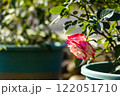午後 昼過ぎ アフタヌーン 122051710