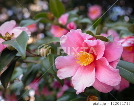 ピンクのサザンカの花 122051713